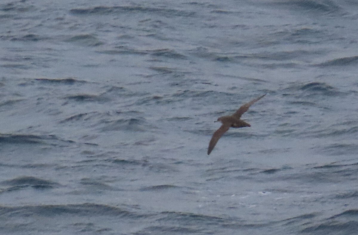 Berta balearica - ML646175241