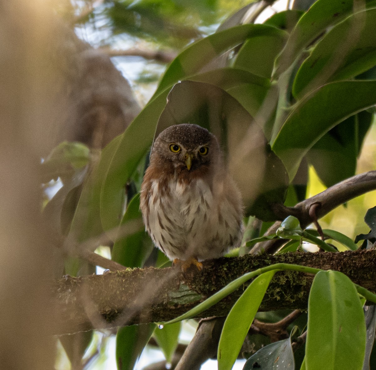 Kleinstzwergkauz - ML646175253