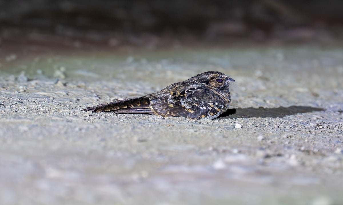 Пораке - ML646175254