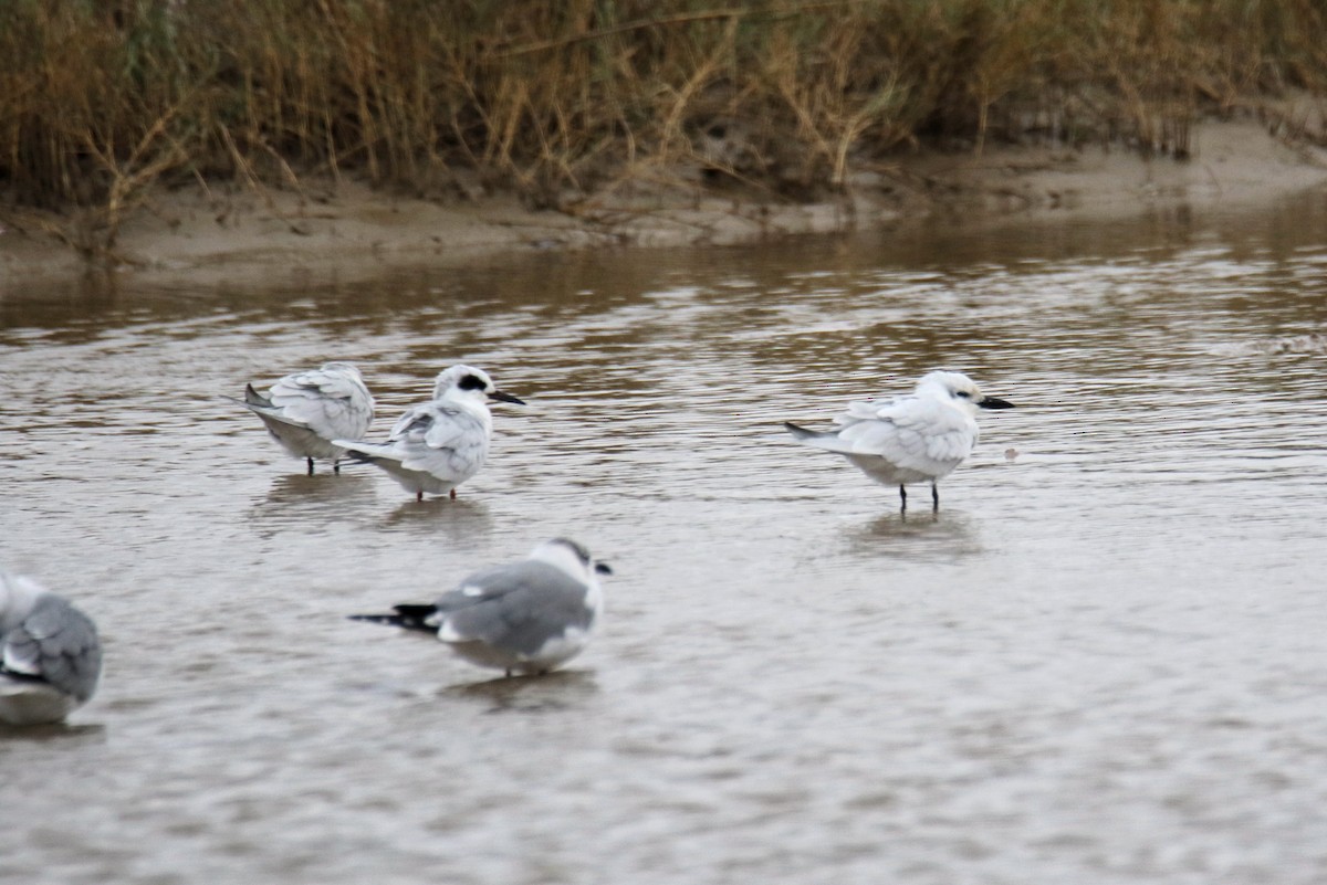 Gull-billed Tern - ML646175260