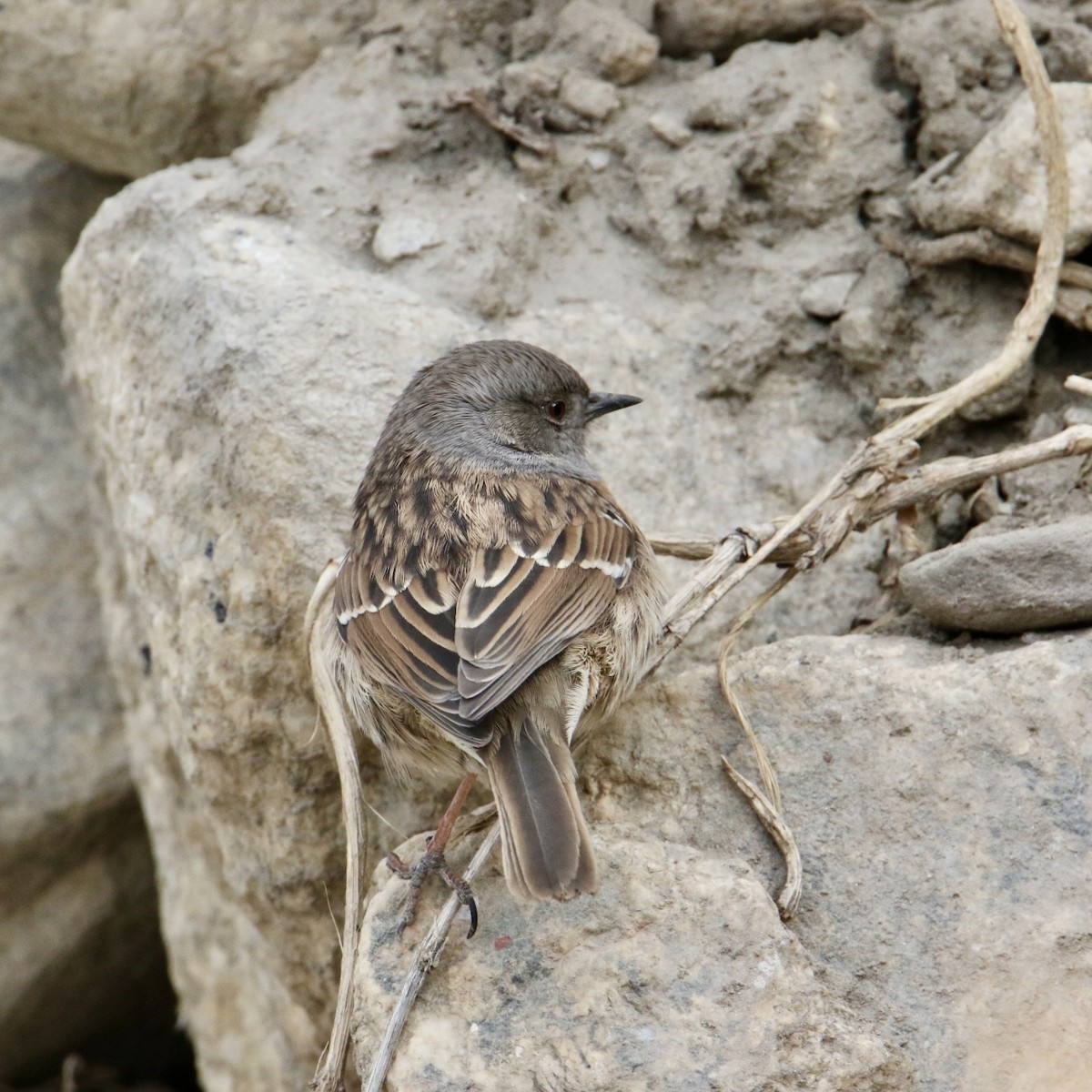 Rostbrustbraunelle - ML646175262