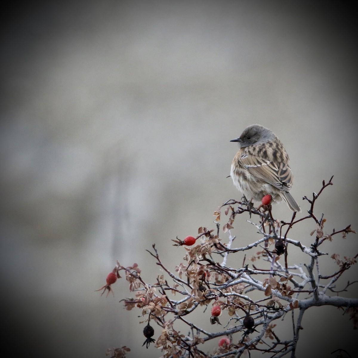 Rostbrustbraunelle - ML646175263