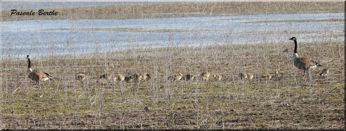 Branta kanadar handia - ML646175264