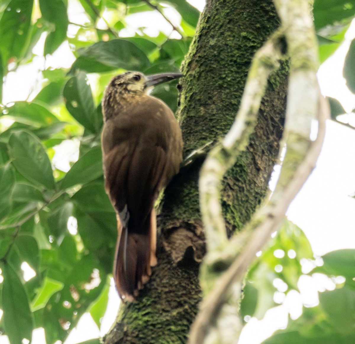 hvitstrupetreløper - ML646175274