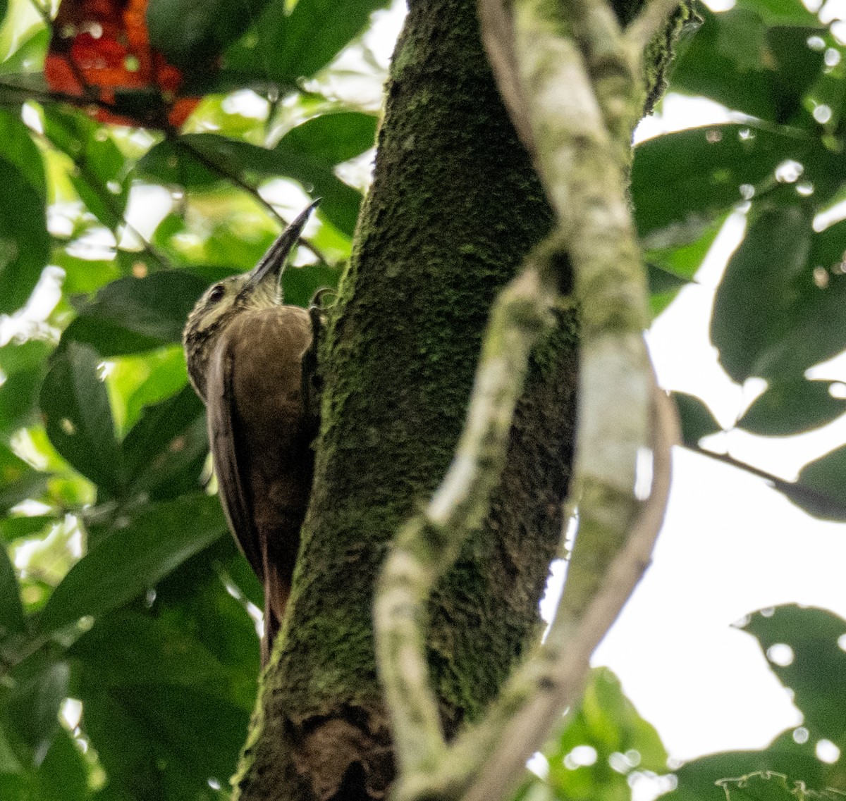 hvitstrupetreløper - ML646175275