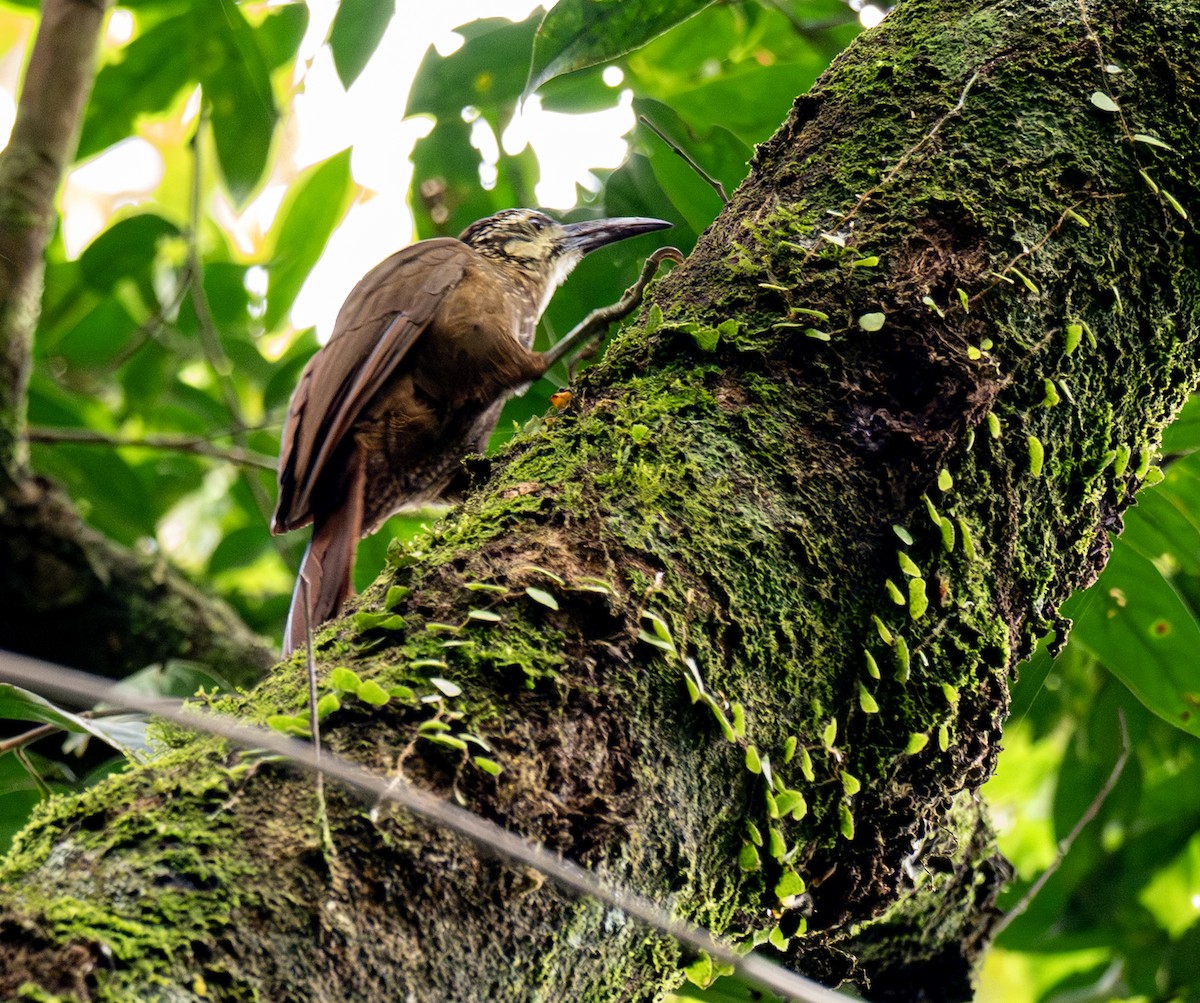 hvitstrupetreløper - ML646175277