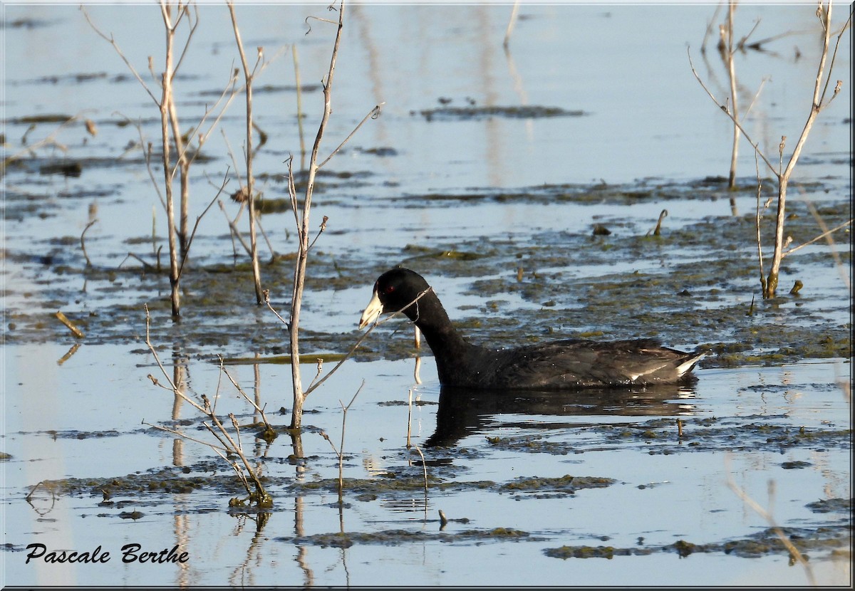 American Coot - ML646175279