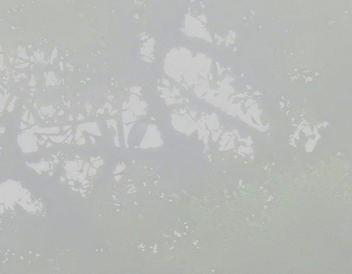 Black-billed Mountain-Toucan - ML646175281