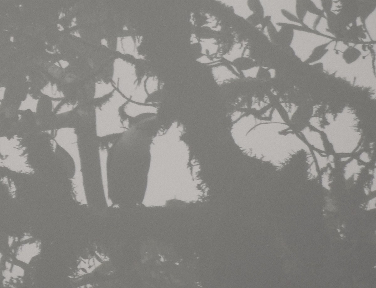 Black-billed Mountain-Toucan - ML646175282