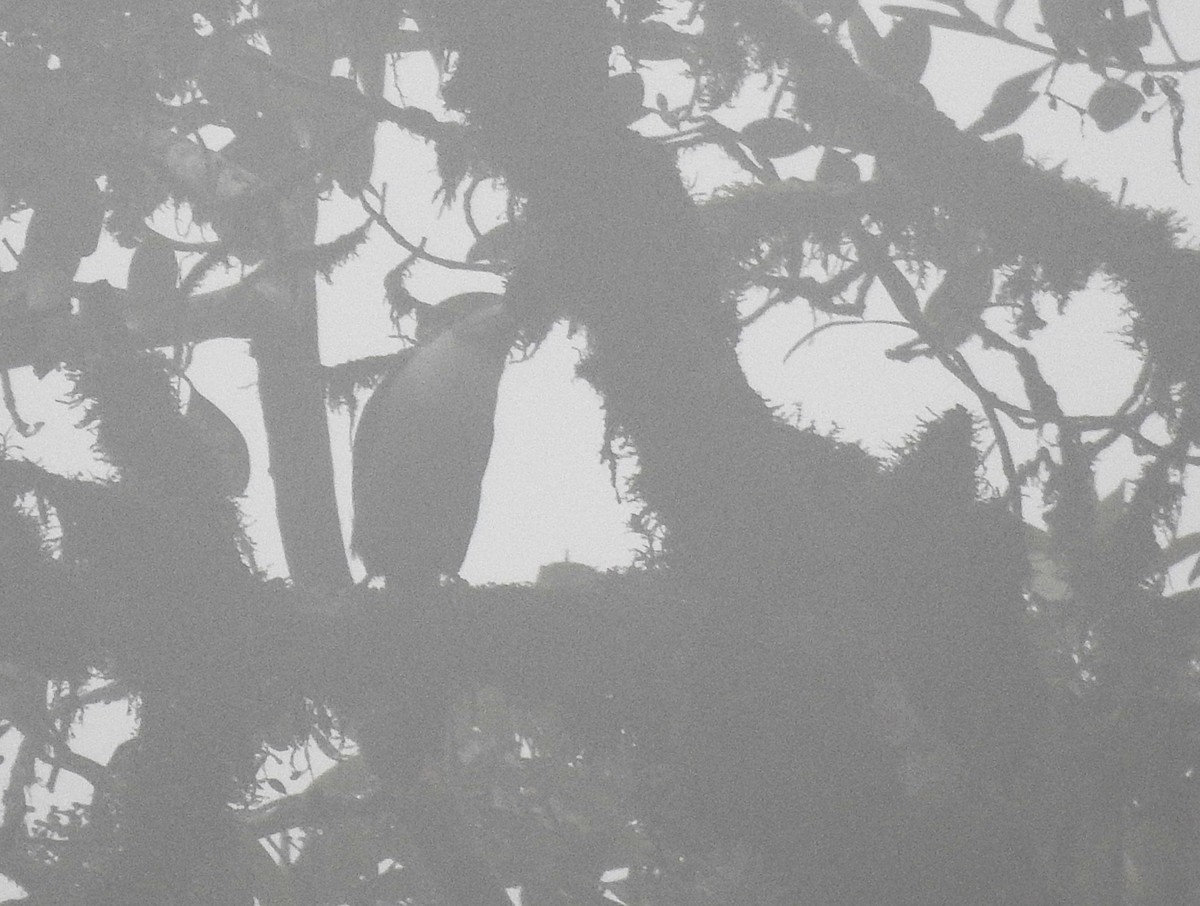 Black-billed Mountain-Toucan - ML646175283