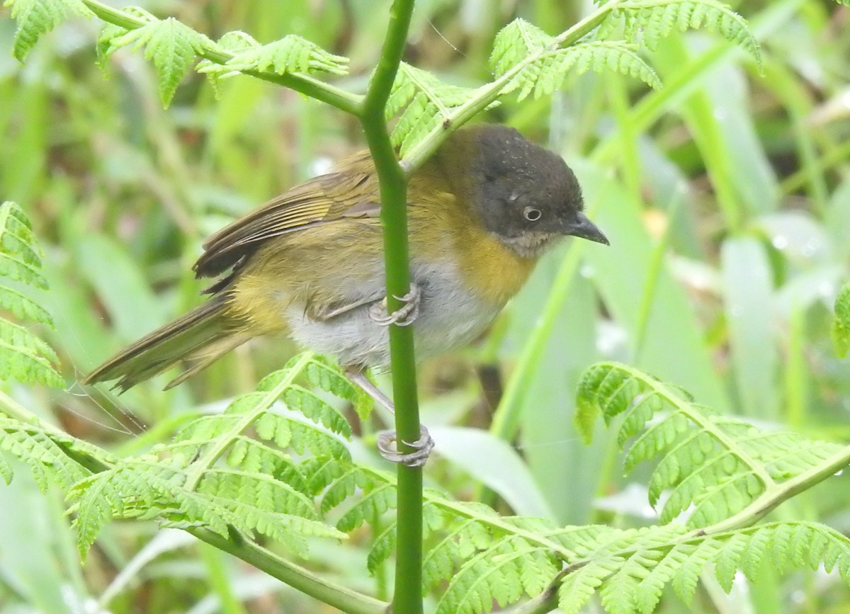 Common Chlorospingus (Northern Andes) - ML646175287