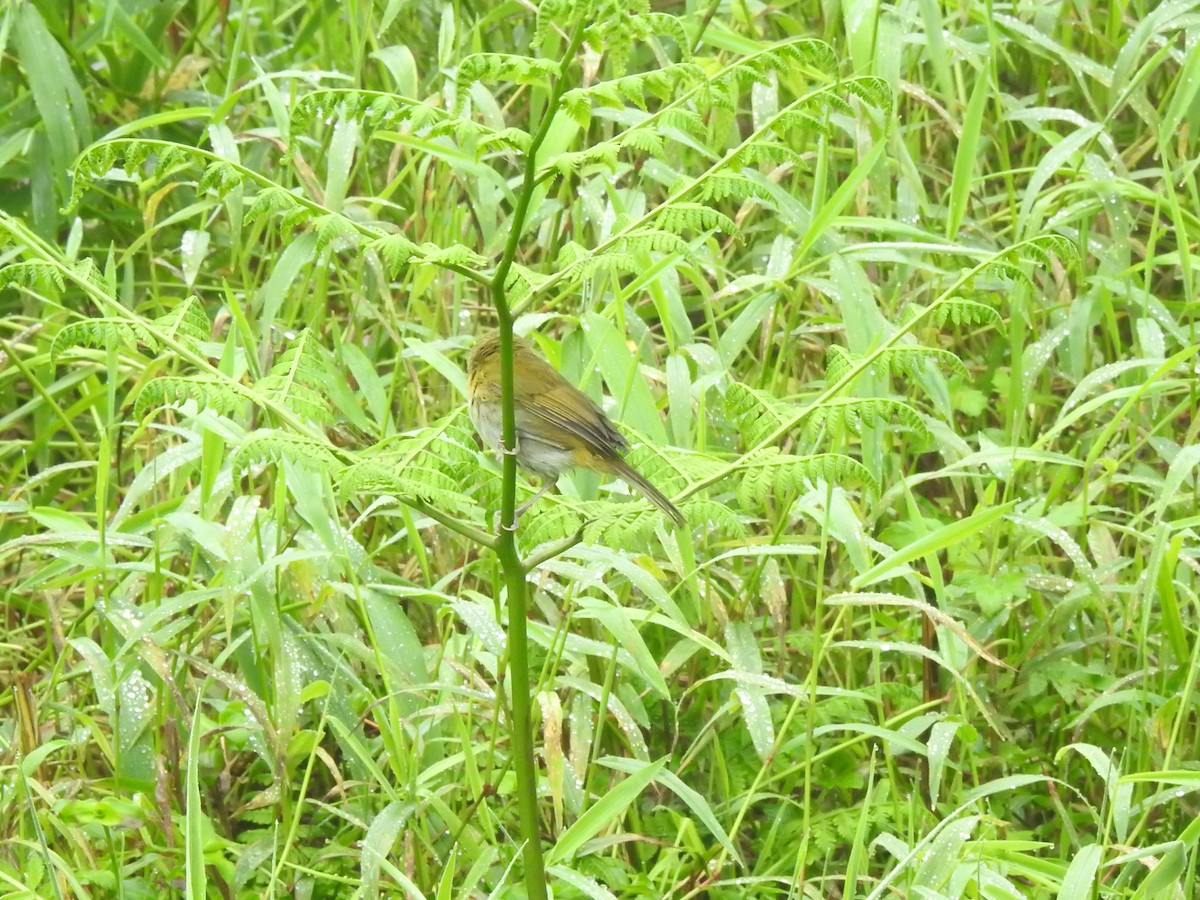 Common Chlorospingus (Northern Andes) - ML646175291