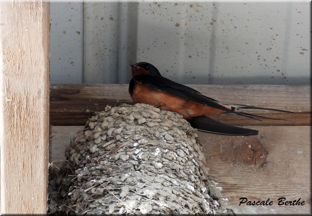 Barn Swallow - ML646175294