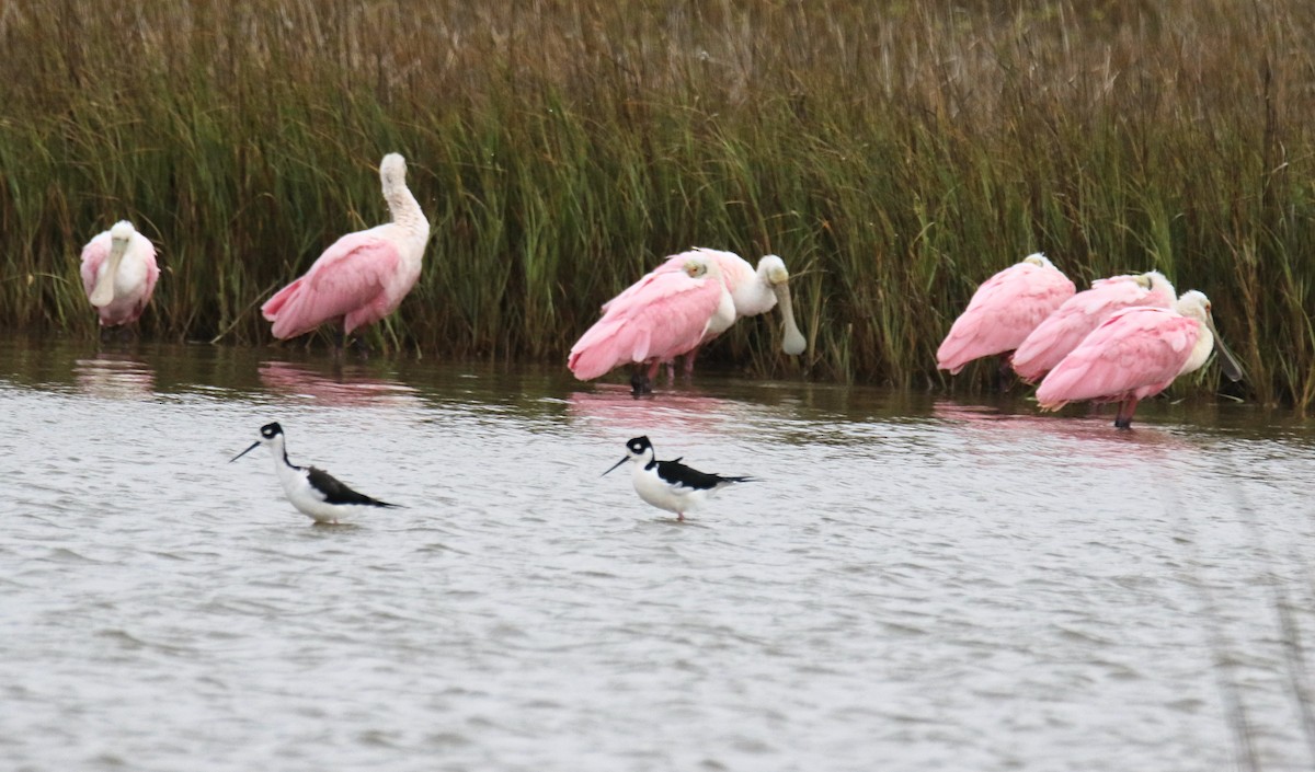 Black-necked Stilt - ML646175299