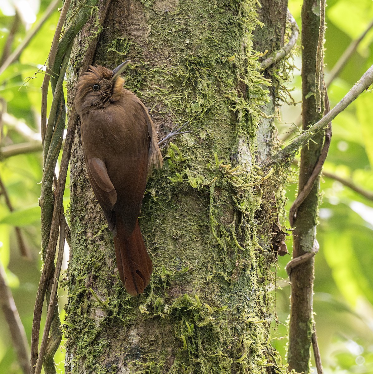 Plain-winged Woodcreeper - ML646175301