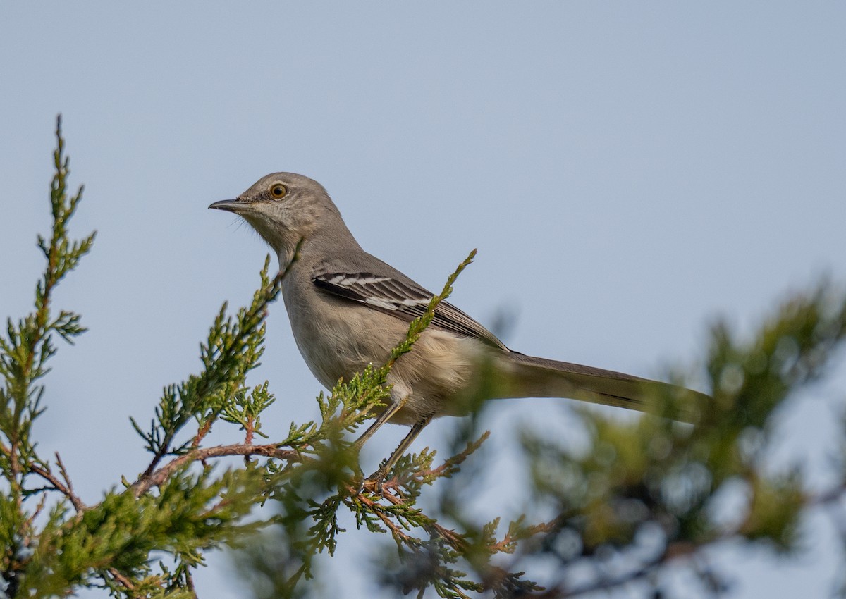 sangspottefugl - ML646175305