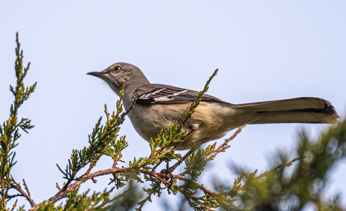 sangspottefugl - ML646175306