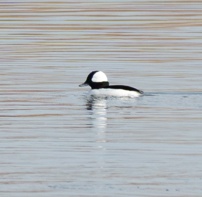 bøffeland - ML646175314