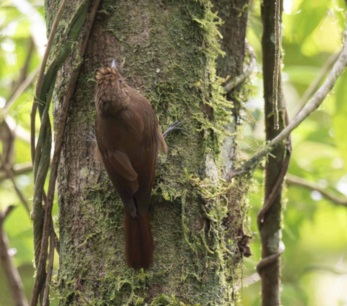 Plain-winged Woodcreeper - ML646175315