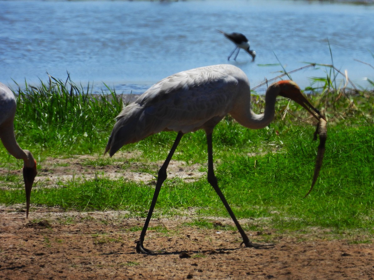 Brolga - ML646175317
