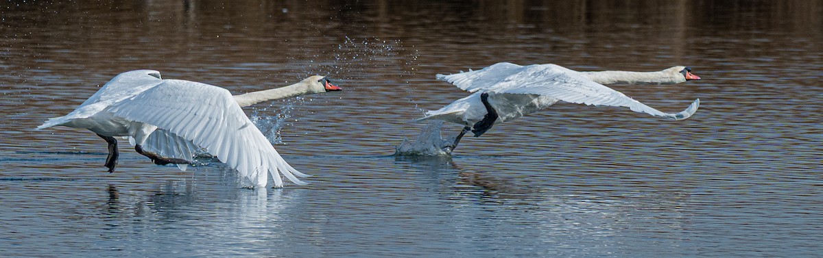 Mute Swan - ML646175318