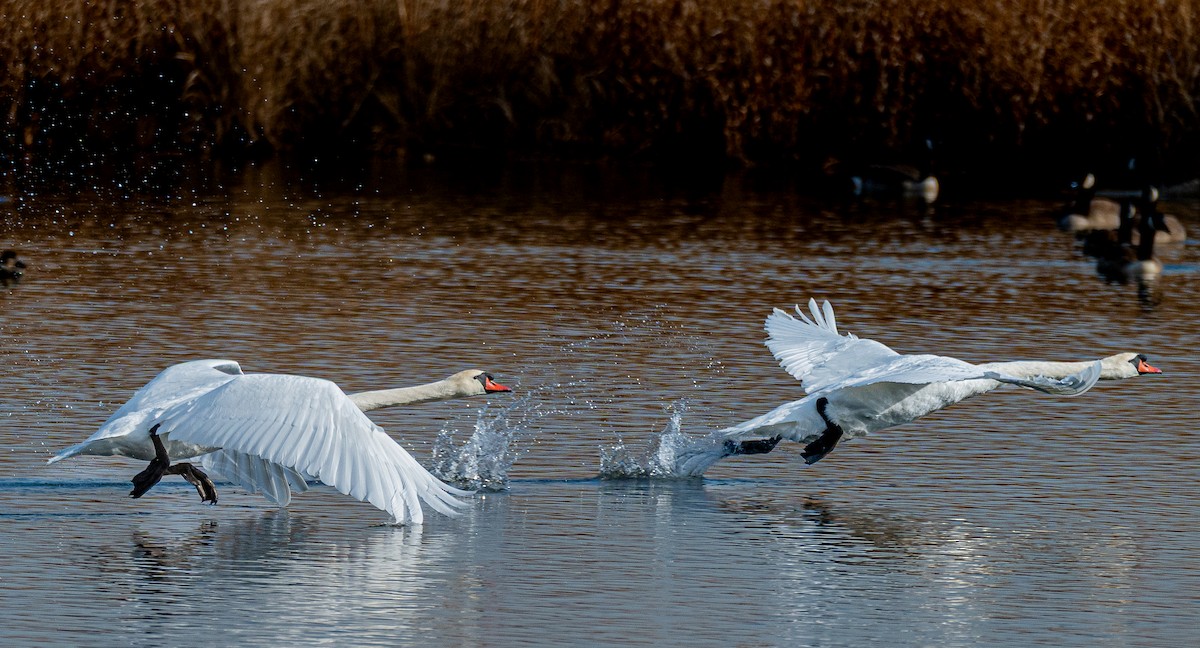 Mute Swan - ML646175319