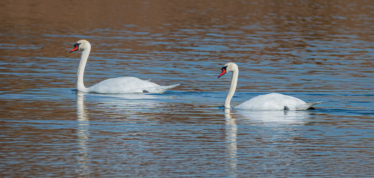 Mute Swan - ML646175320