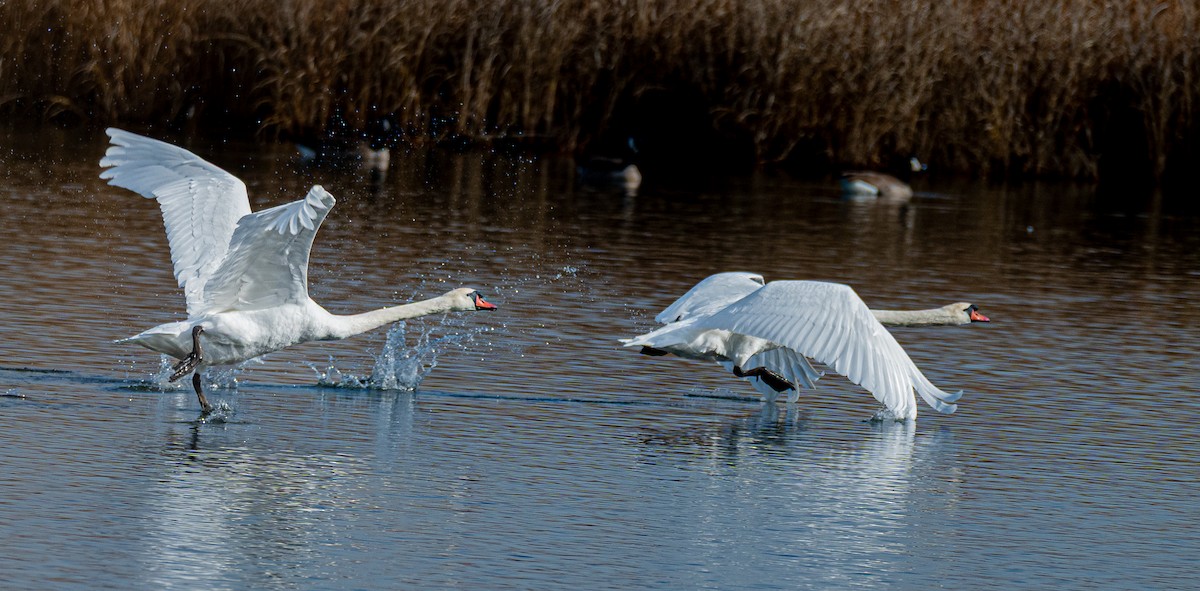 Mute Swan - ML646175321