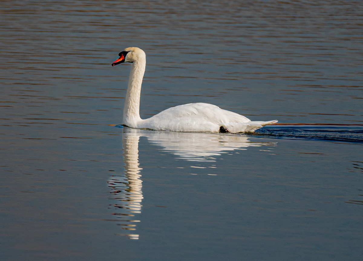 Mute Swan - ML646175322
