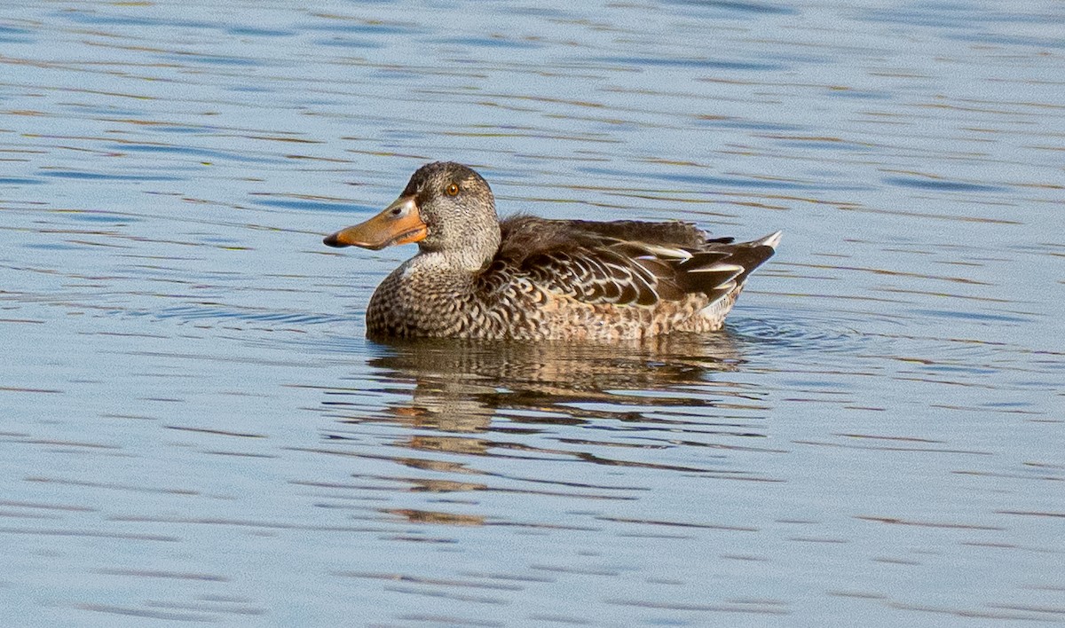 skjeand - ML646175323