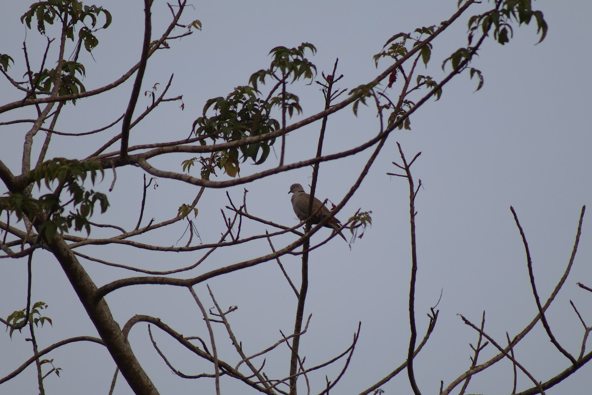 Eurasian Collared-Dove - ML646175326