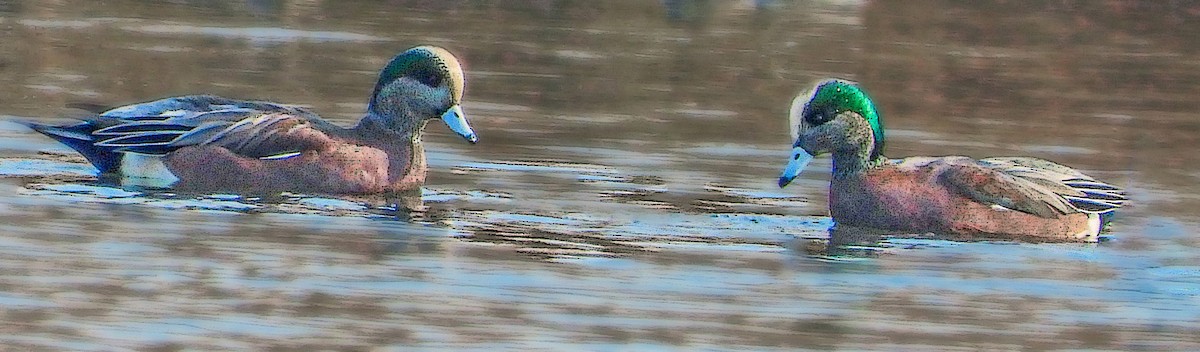 Свищ американський - ML646175328