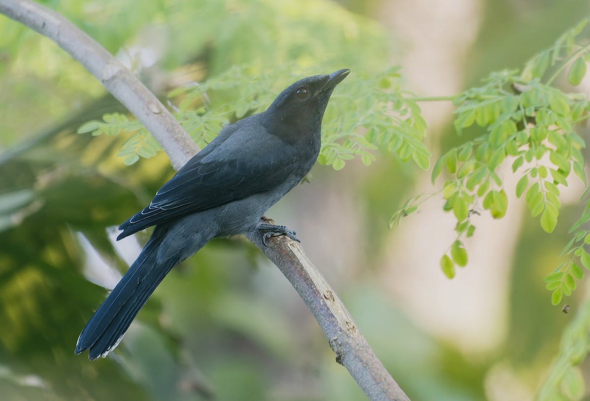 Black-winged Cuckooshrike - ML646175329