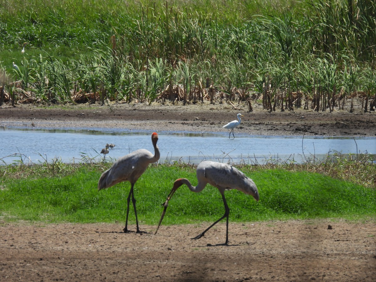 Brolga - ML646175331