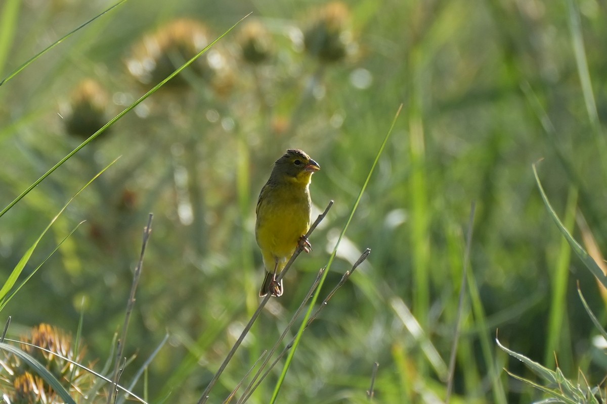 Kurzschnabel-Gilbtangare - ML646175332