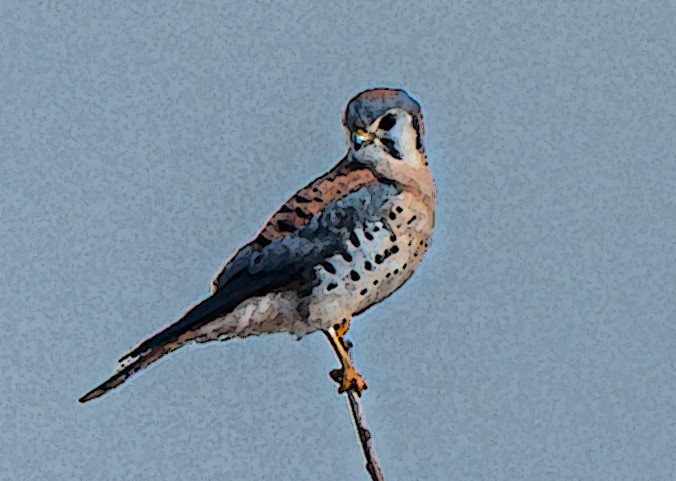 spurvefalk - ML646175343