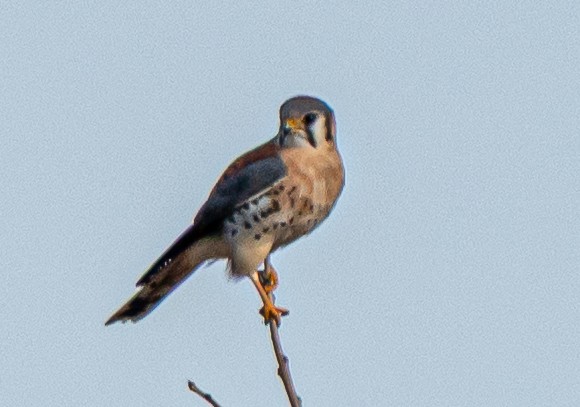 spurvefalk - ML646175345