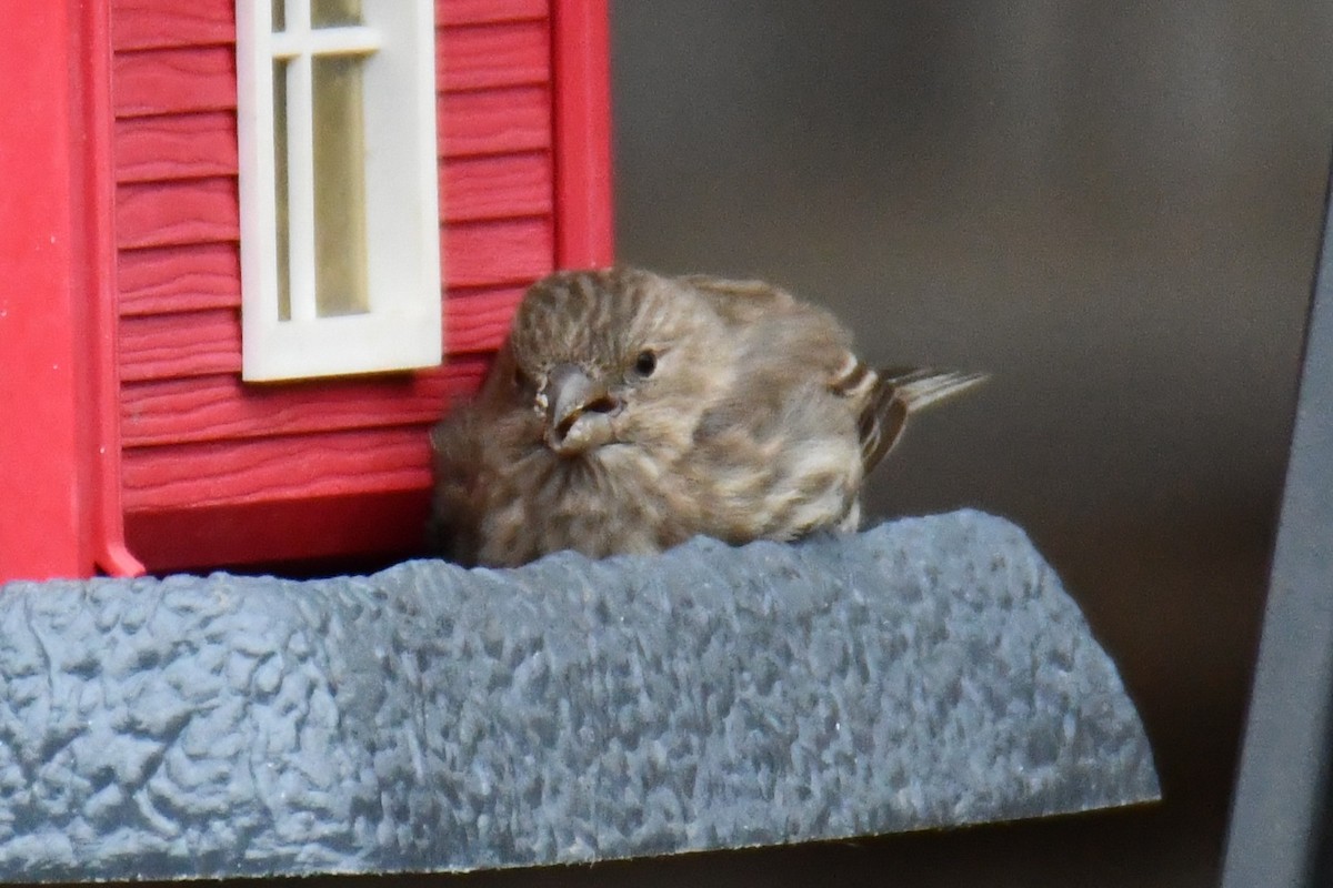 House Finch - ML646175350