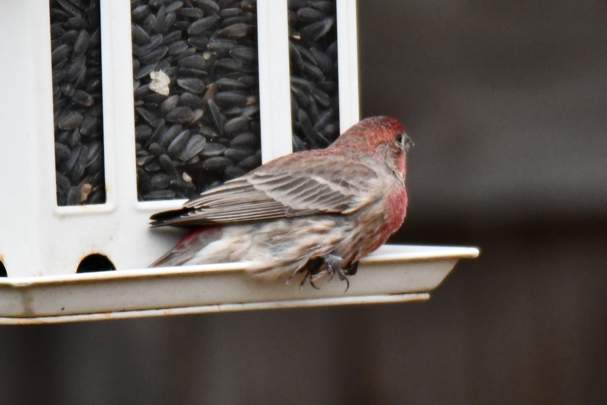 House Finch - ML646175351