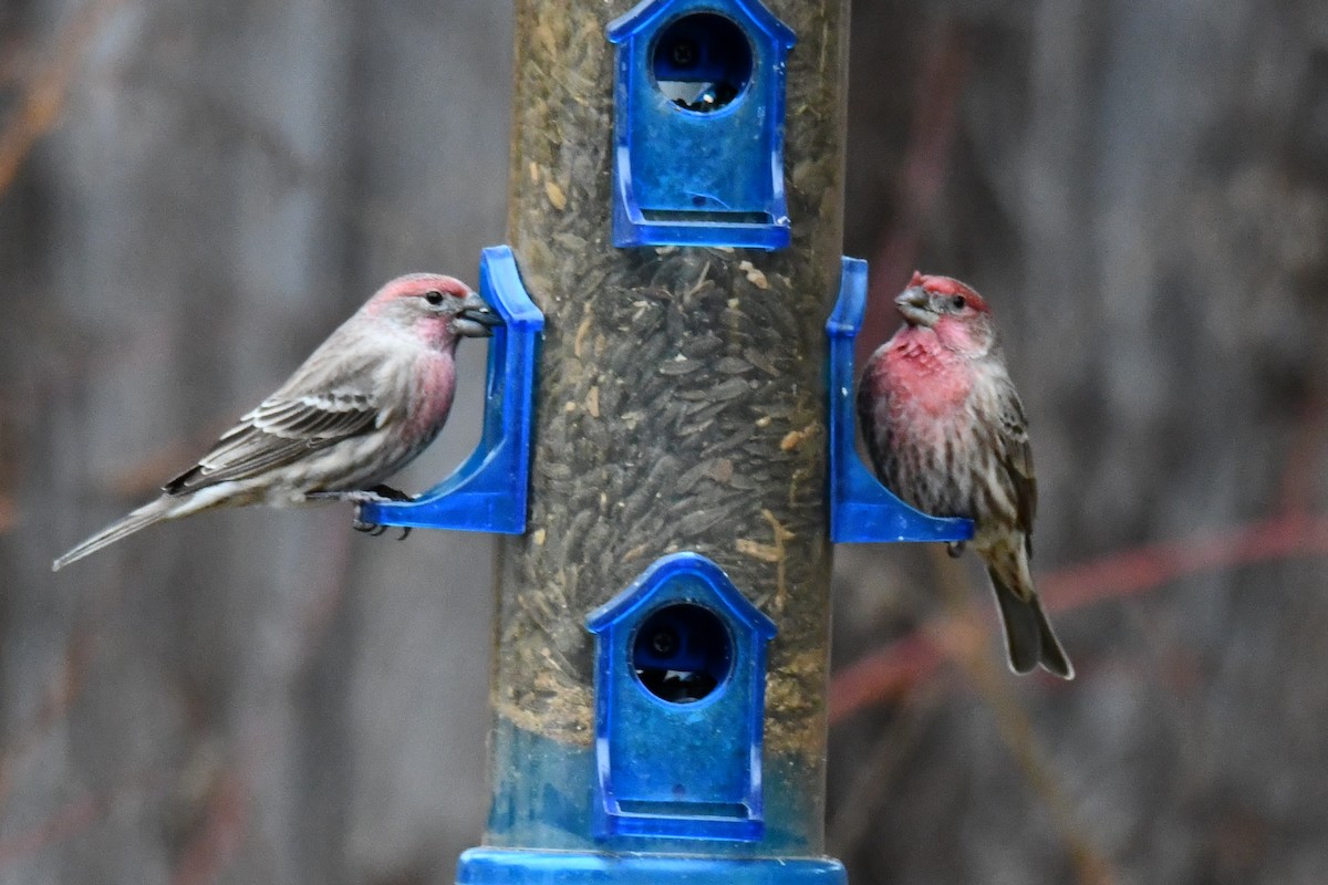 House Finch - ML646175352