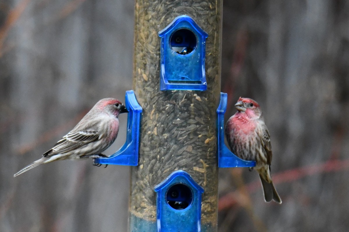 House Finch - ML646175353