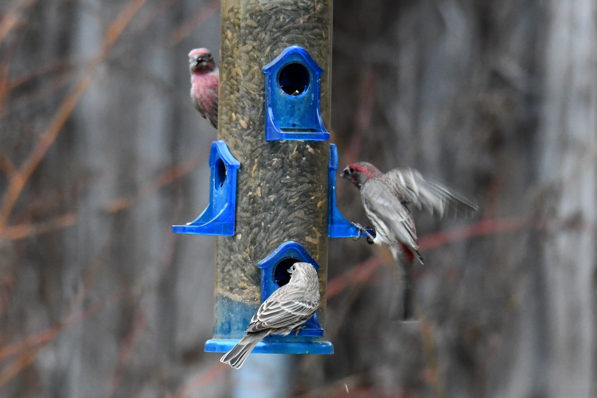 House Finch - ML646175354