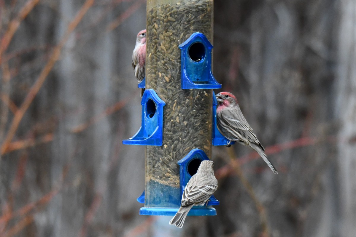 House Finch - ML646175355