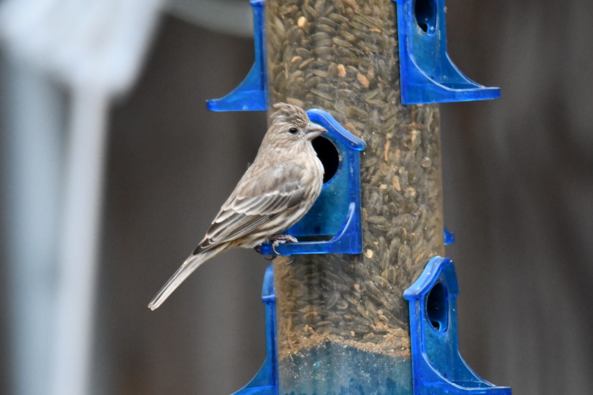 House Finch - ML646175356