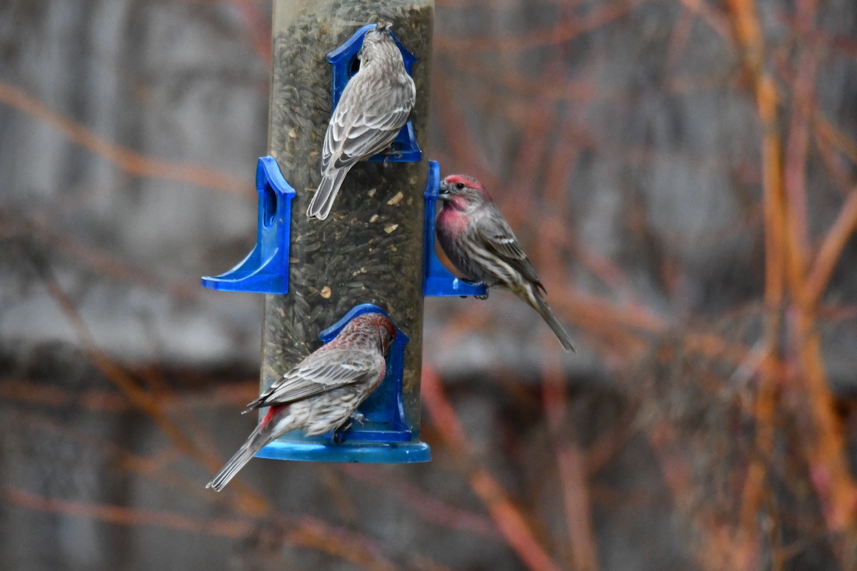 House Finch - ML646175357