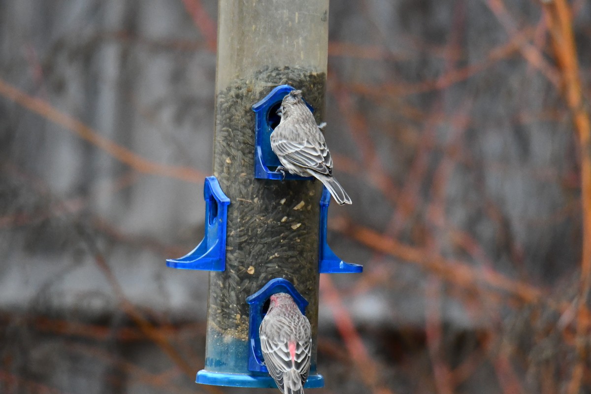 House Finch - ML646175358