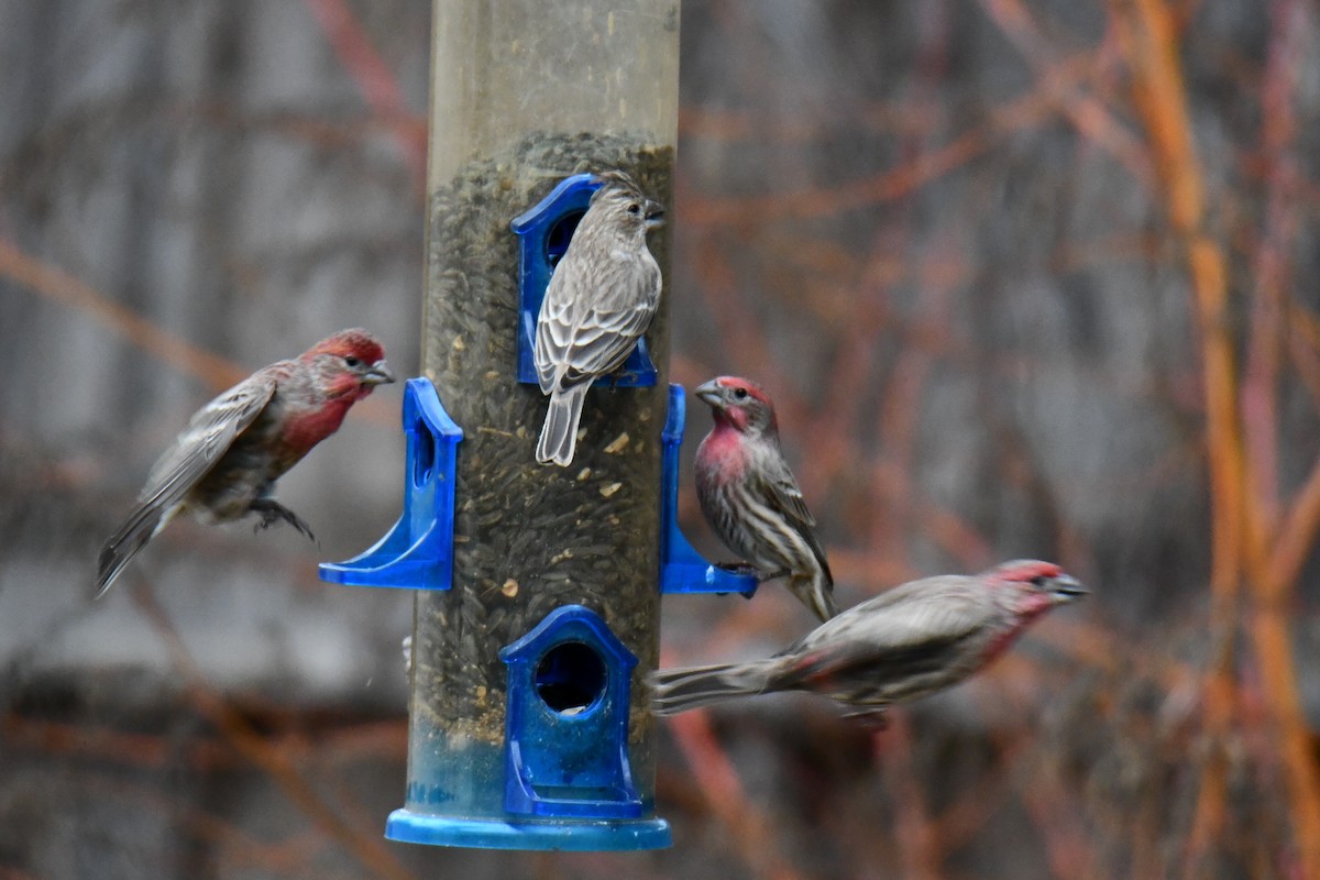 House Finch - ML646175359