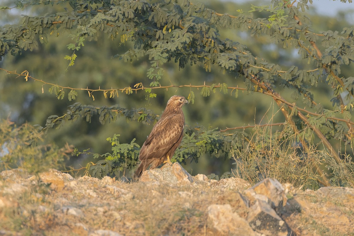 ørnvåk - ML646175360