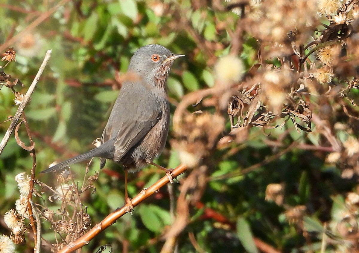 Magnanina comune - ML646175361