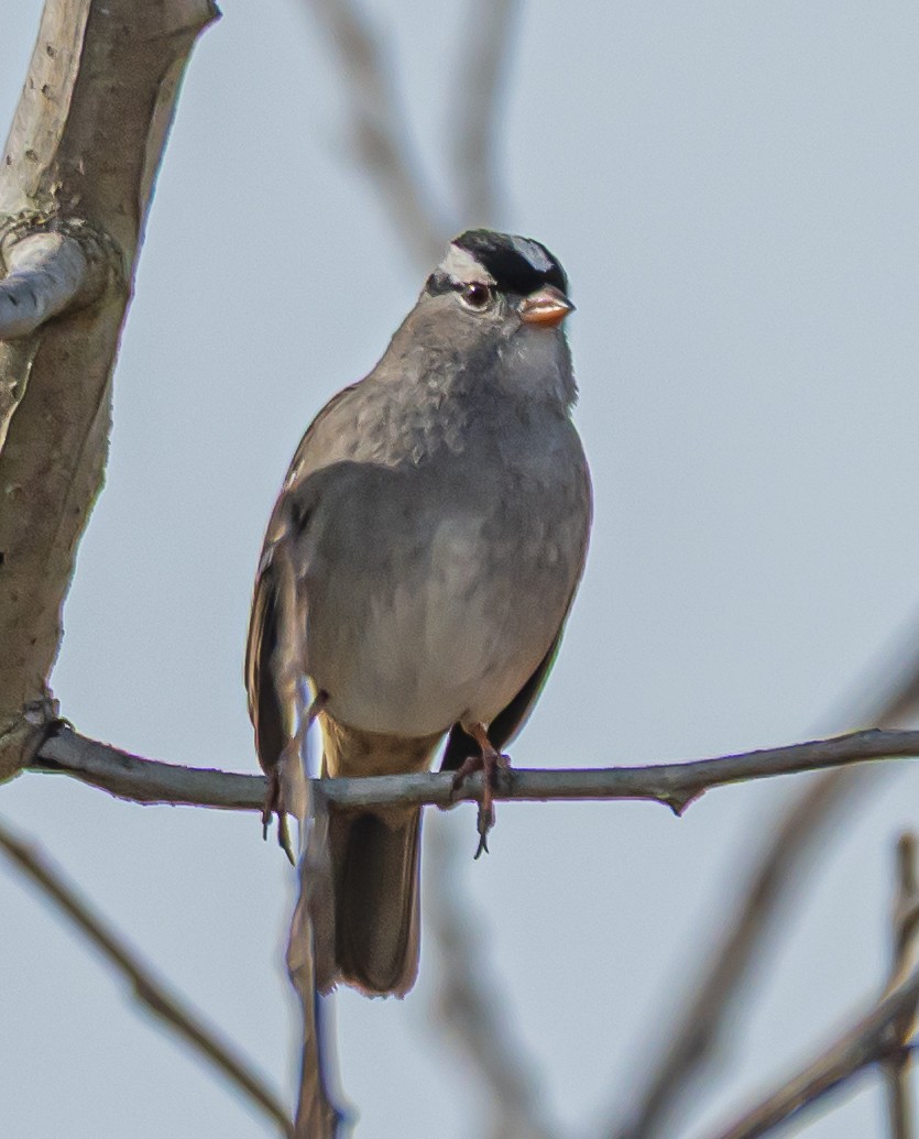 strnadec bělopásý - ML646175362